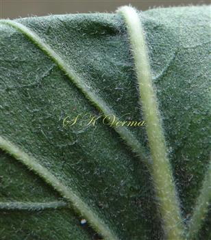  Part of Leaf (Abaxial View)